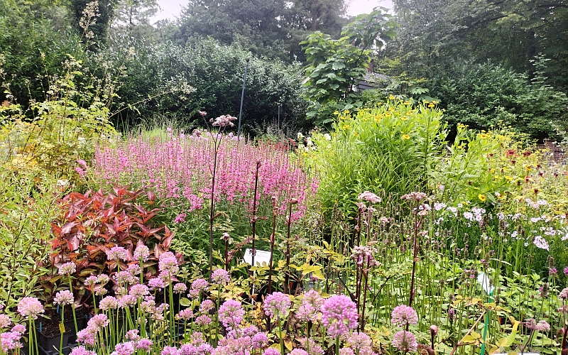 Impressie van Kwekerij Pieters Planten